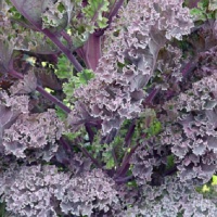 KALE CRIMSON WINTER