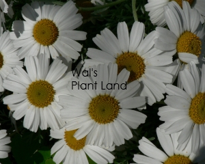 LEUCANTHEMUM HOSMARIENSIS- MOROCCAN DAISY