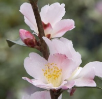 CAMELLIA FAIRY BLUSH