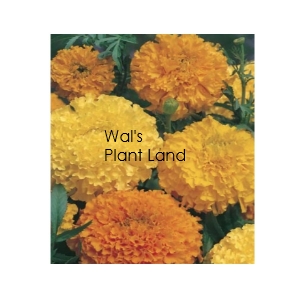 MARIGOLD CRACKERJACK SEED PACKET