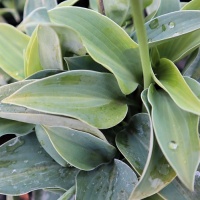 HOSTA WAGTAIL