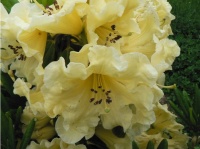 RHODODENDRON BONNIE DOONE