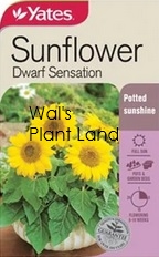 SUNFLOWER DWARF SUNSATION SEED PACKET