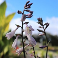 HOSTA BLUE LADY