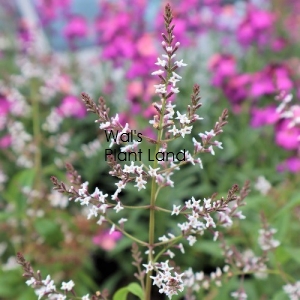 ALOYSIA TRIPHYLLA - LEMON SCENTED VERBENA