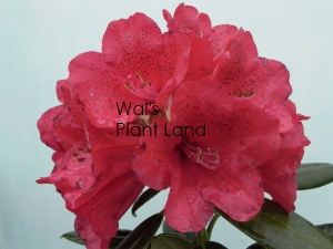 RHODODENDRON LADY IN RED