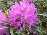 RHODODENDRON OLIN O DOBBS