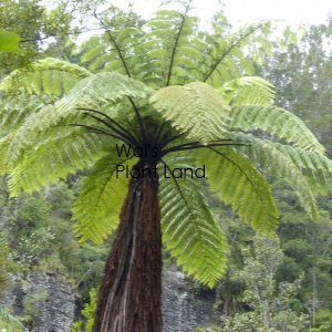 DICKSONIA SQUARROSA - TREE FERN