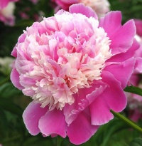 PAEONIA CORA STUBBS (PEONY)