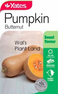 PUMPKIN BUTTERNUT SEED PACKET