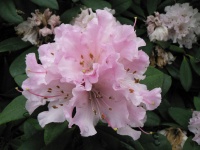 RHODODENDRON CHRISTMAS CHEER