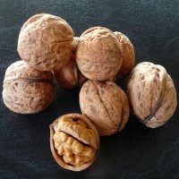 WALNUT MEYRIC- SEEDLING