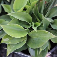 HOSTA FOREST SHADOWS