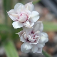 RHODOHYPOXIS HOPE DOUBLE PINK