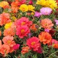 PORTULACA HAPPY HOUR