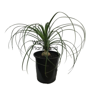 BEAUCARNEA RECURVATA - PONYTAIL PALM