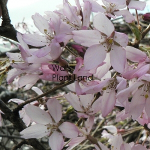 PRUNUS PENDULA ROSEA 1.8M STD