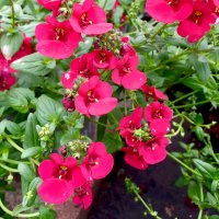 DIASCIA GENTA RUBY