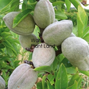 ALMOND MONOVALE