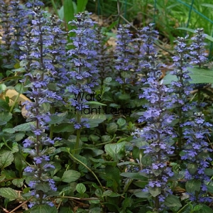 AJUGA JUNGLE BEAUTY