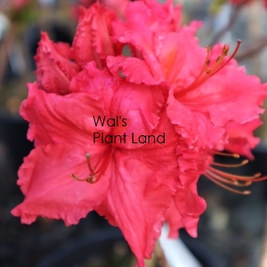 AZALEA CHERRY BRIGHT - DECIDUOUS