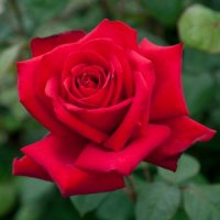 ROSE BUSH LOVING MEMORY HT