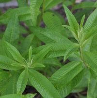 LEMON VERBENA