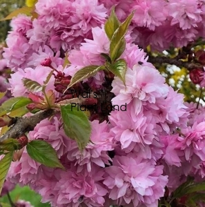 PRUNUS KIKU SHIDARE SAKURA 1.5M STD