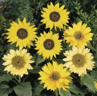 SUNFLOWER PACINO DWARF MIX