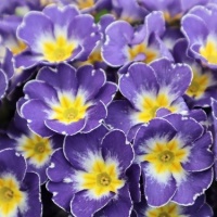 PRIMULA NOVELTY BLUE/WHITE