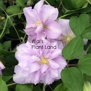 CLEMATIS HYBRID LOUISE ROWE