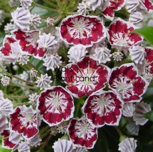 KALMIA MINUET