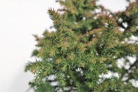 CRYPTOMERIA JAP VILMORIANA