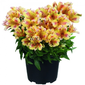 ALSTROEMERIA PRINCESS LILY SARA