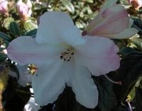 RHODODENDRON ELSIE FRYE