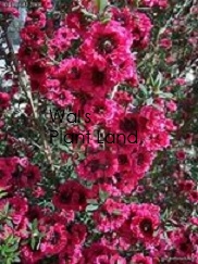 LEPTOSPERMUM WIRI JOAN