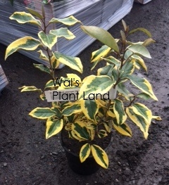 ELAEAGNUS X EBBINGEI GILT EDGE