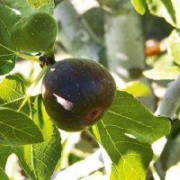 FIG FRENCH SUGAR