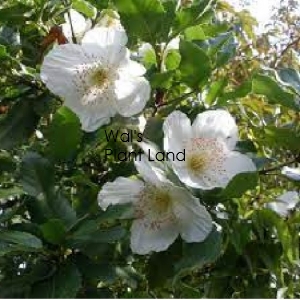 EUCRYPHIA NYMANSENSIS