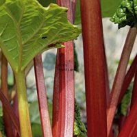 RHUBARB VICTORIA