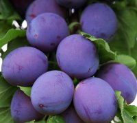 PLUM ANGELINA BURDETT