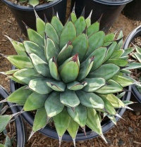 AGAVE LITTLE SHARK