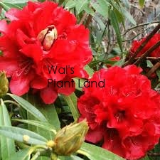 RHODODENDRON KAPONGA