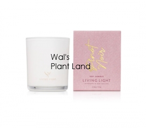 PINOT NOIR SOY CANDLE - MINI LIVING LIGHT