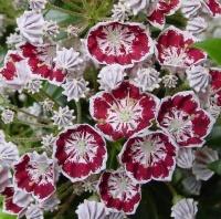 KALMIA MINUET