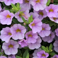 CALIBRACHOA MISS LILAC