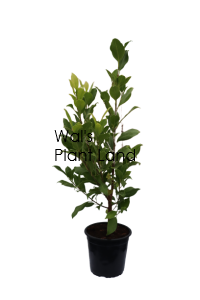 FICUS TUFFY