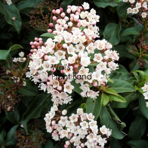 VIBURNUM EMERALD BEAUTY (EX FIELD)