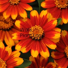 ZINNIA ZAHARA SUNBURST