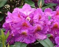 RHODODENDRON RED EYE